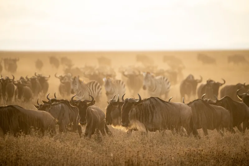 Great Migration Safari wildebeest crossing Serengeti Tanzania