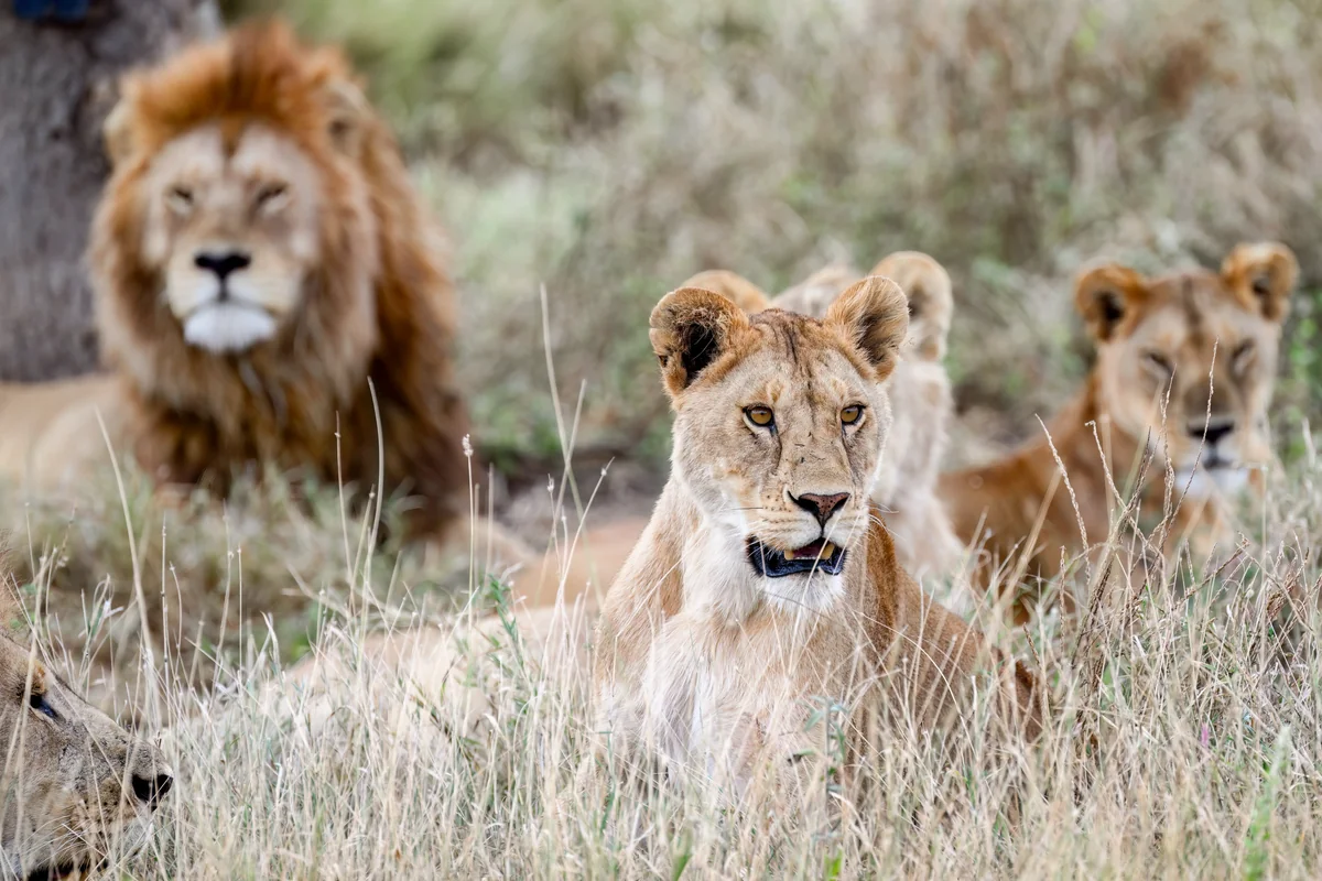 Lion pride at Central Seronera, Serengeti