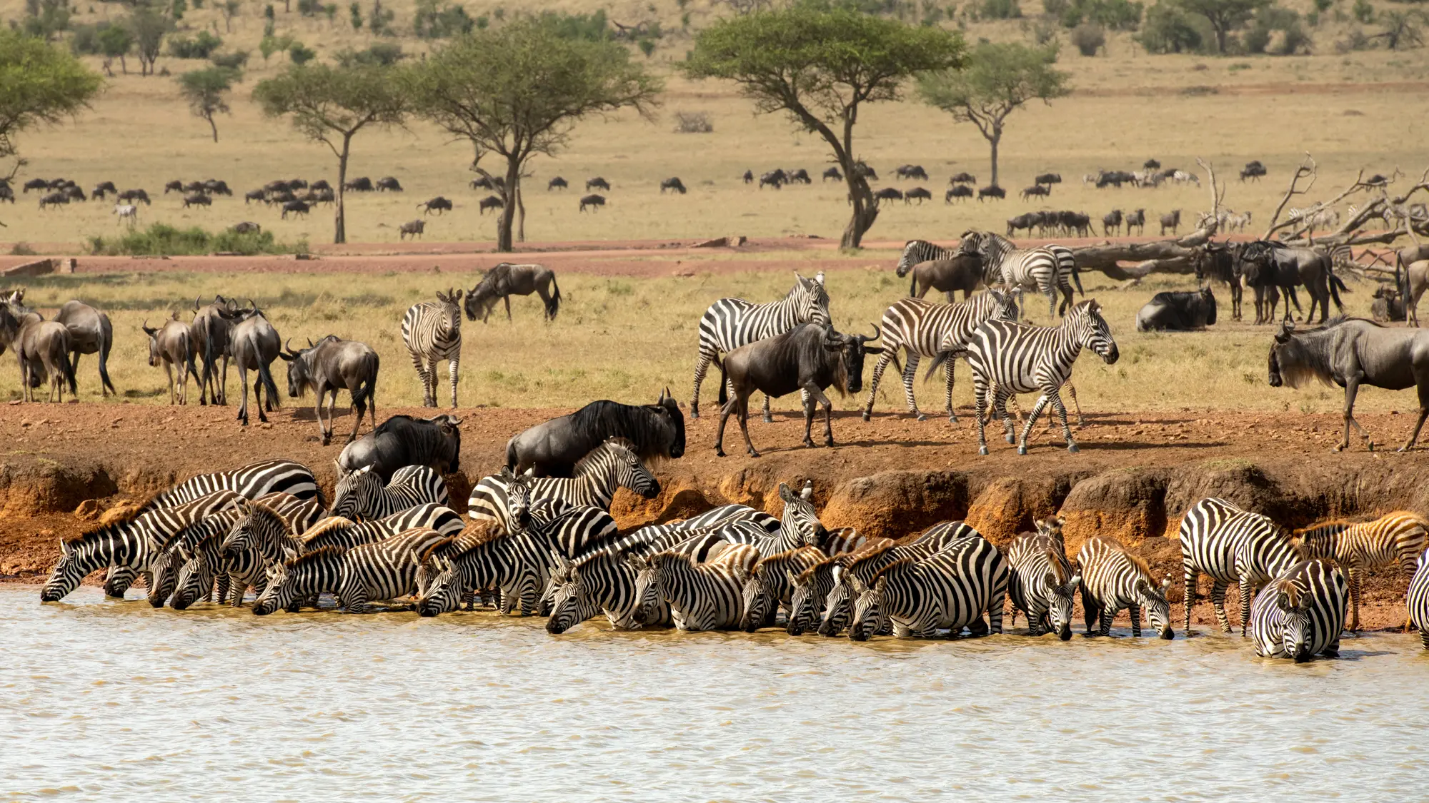 Wildebeest crossing the Grumeti River during the Great Migration, Western Serengeti
