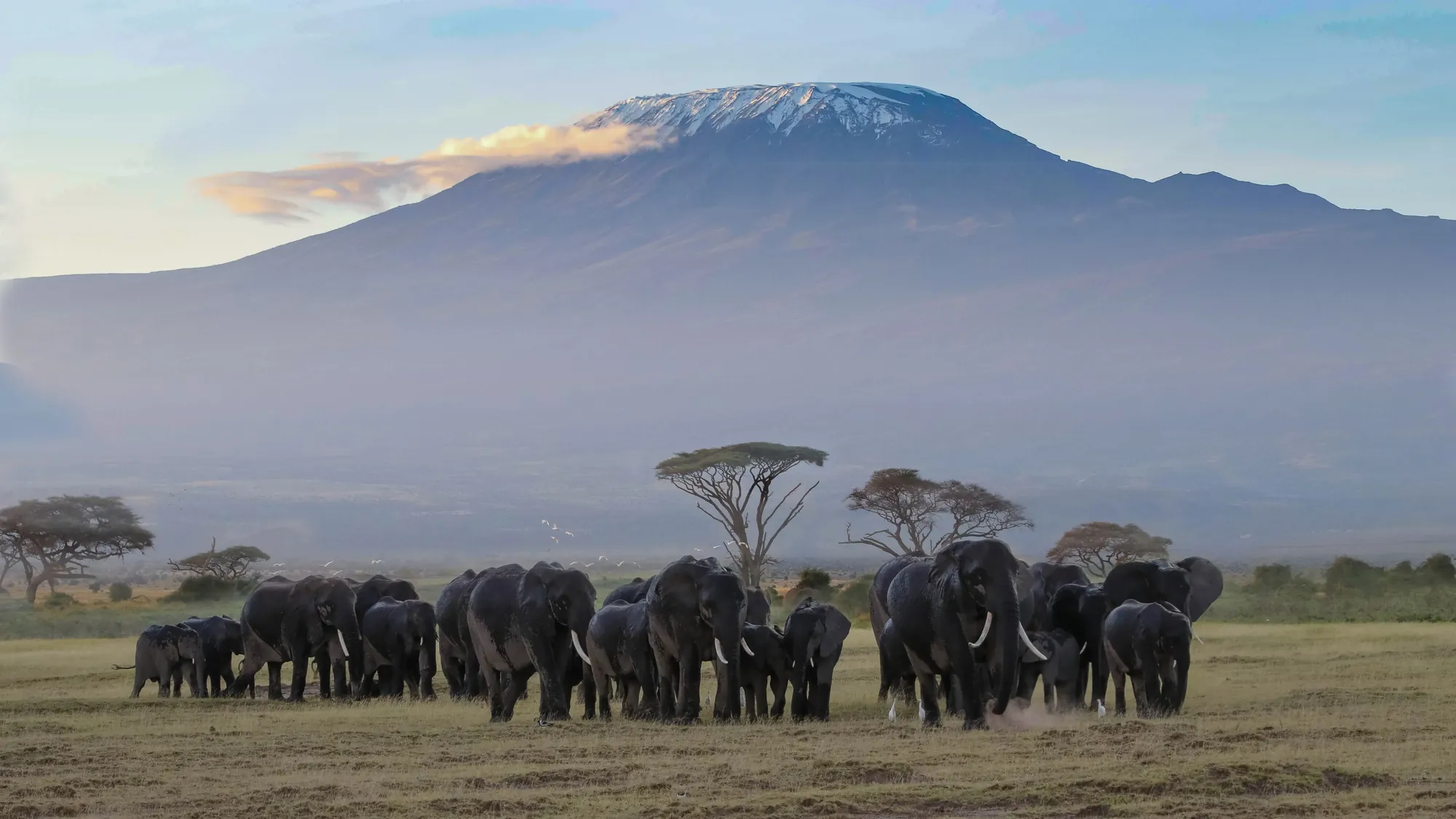 Mount Kilimanjaro summit above the clouds