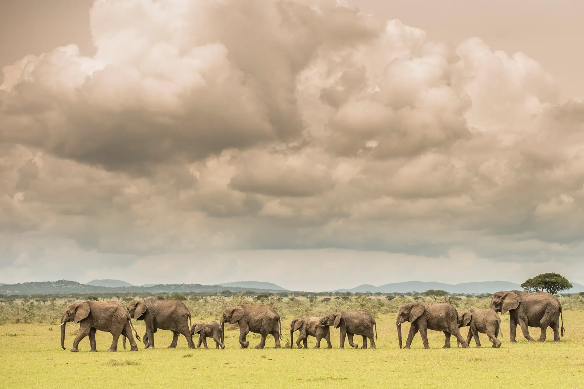 Elephant family walking across Tarangire plains