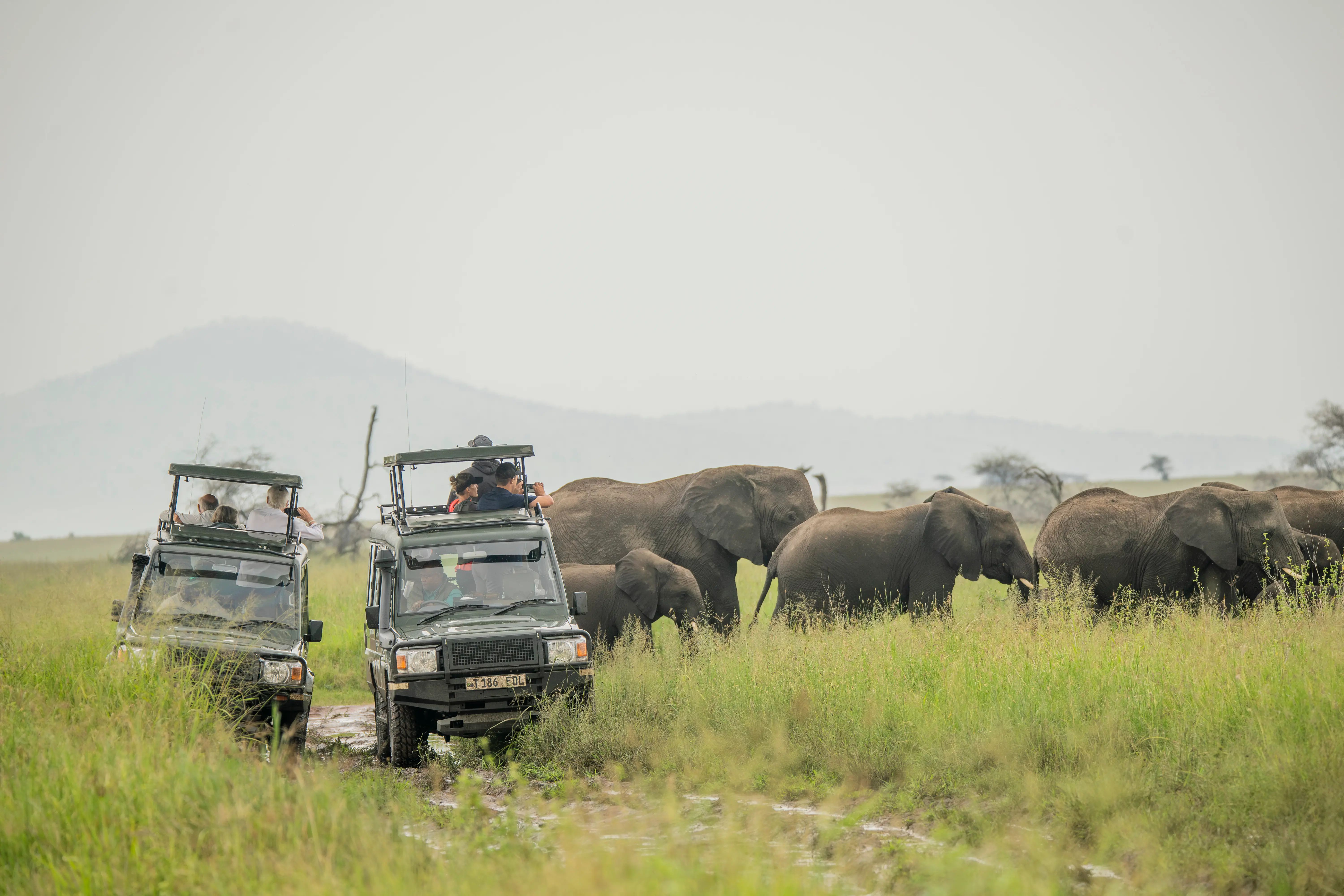 Northern Tanzania Safari through Tarangire, Serengeti and Ngorongoro Crater
