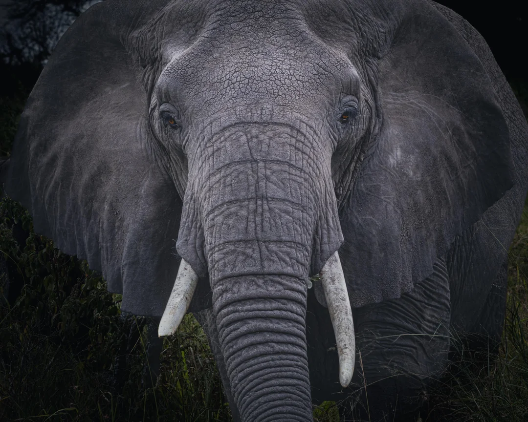 Tanzania Honeymoon Safari