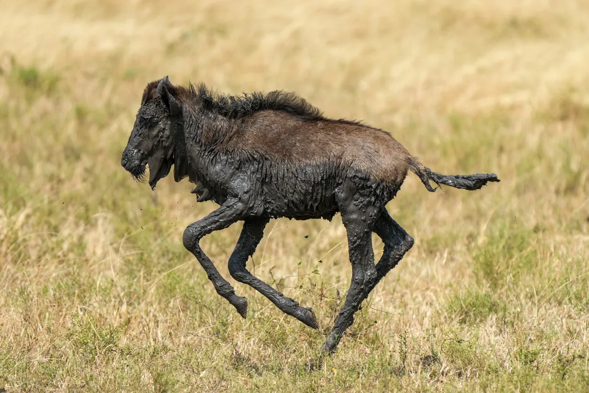 Calving season in the Ndutu conservation area, southern Serengeti