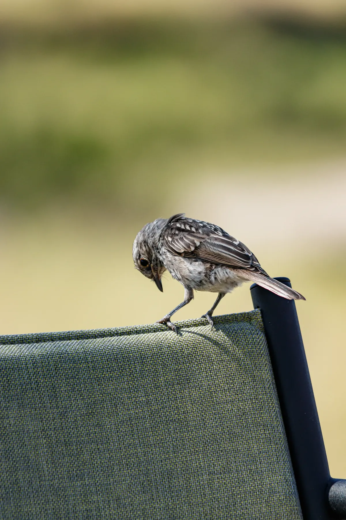 Key factors that drive Tanzania safari pricing