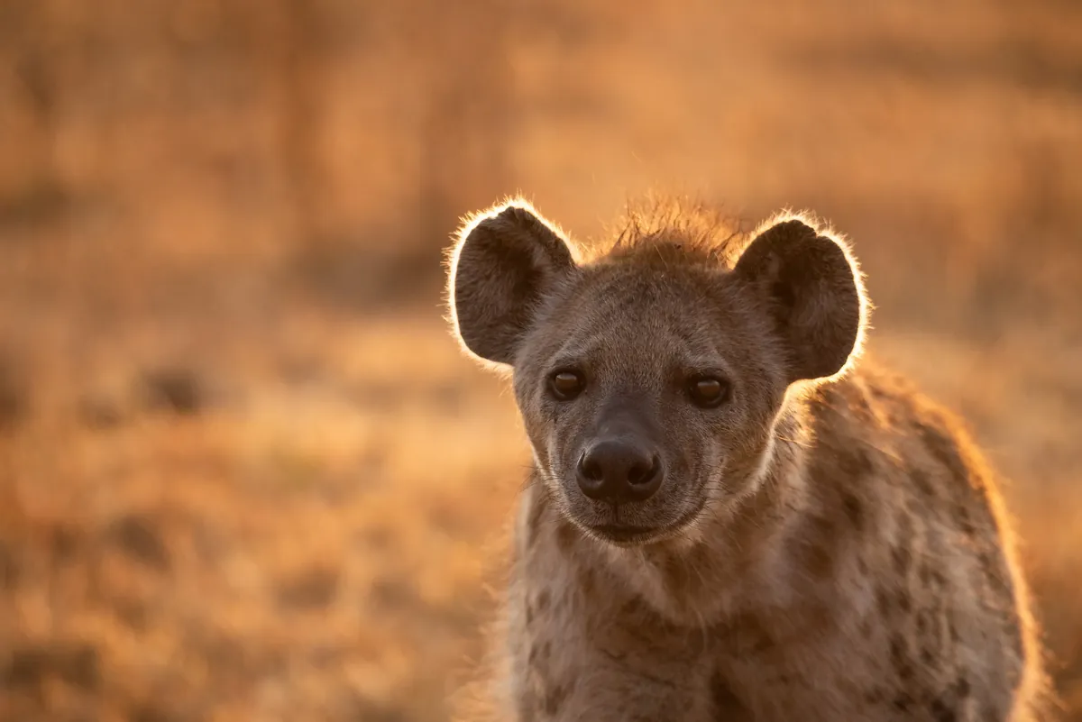 Photographic safari in Tanzania, wildlife photography setup