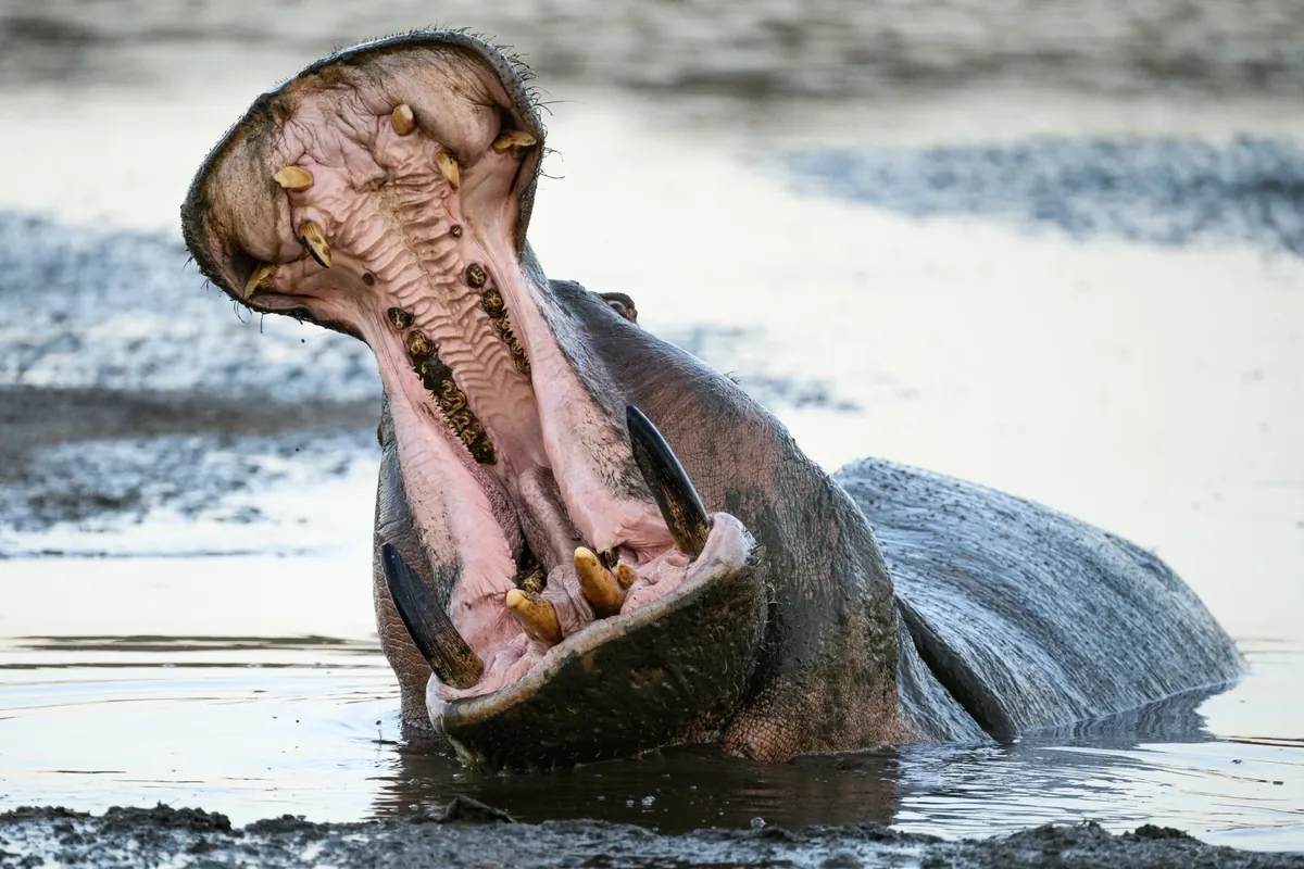 Short safari in Tanzania, Tarangire and Ngorongoro circuit