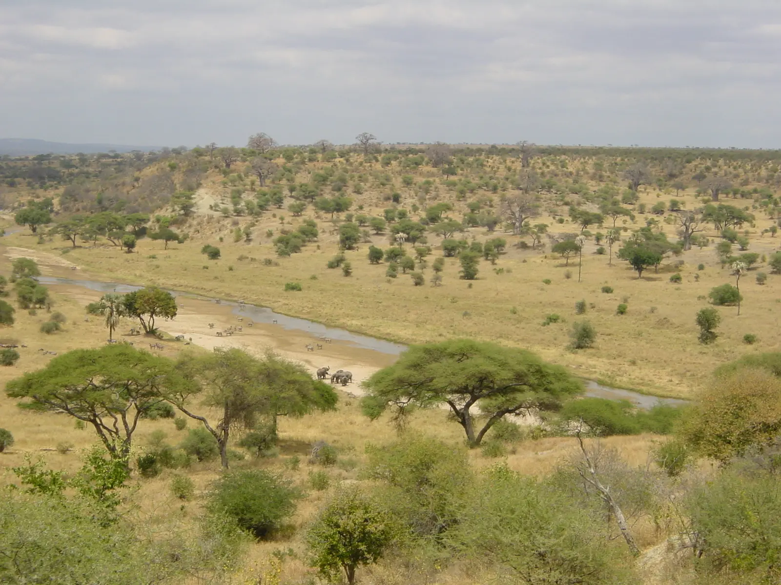 Tarangire National Park landscape with baobab trees, Tanzania