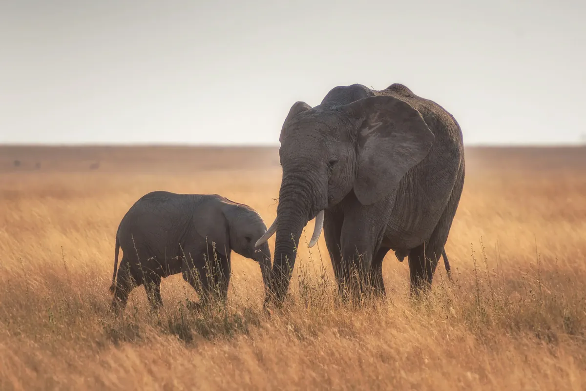 Safari and Zanzibar beach combination itinerary, Tanzania